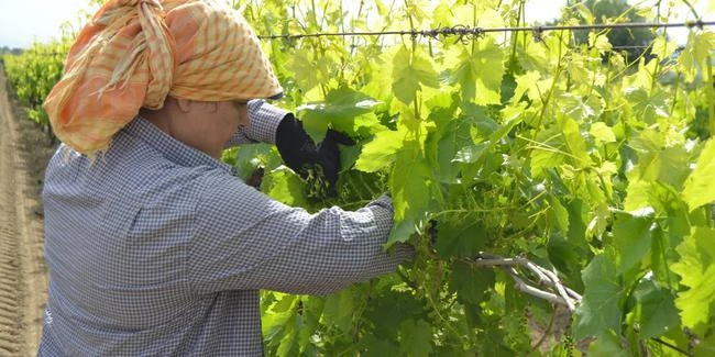Hatay'da üzümün yaprağı meyvesinden 10 kat pahalı